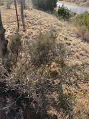 Ephedra antisyphilitica