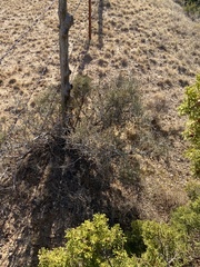 Ephedra antisyphilitica