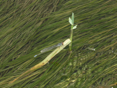 Pseudagrion sublacteum