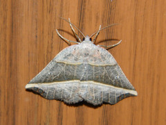 Metanema determinata