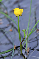 Ranunculus flabellaris