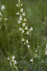 Astragalus katunicus