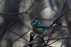 Cyanistes caeruleus