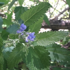 Salvia calolophos