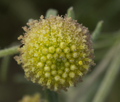Artemisia macrocephala