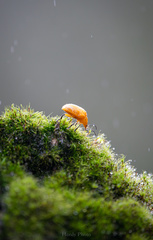 Podontia