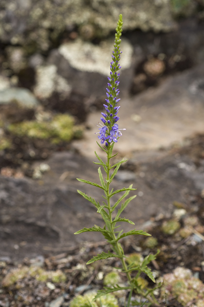 Veronica × sessiliflora
