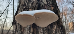 Phellinus igniarius