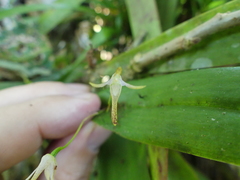 Pleurothallis anceps