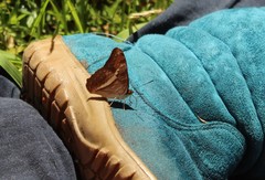 Adelpha corcyra corcyra