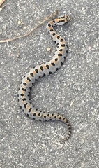 Sistrurus miliarius streckeri