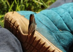 Adelpha corcyra corcyra
