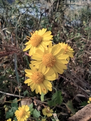 Chrysanthemum indicum