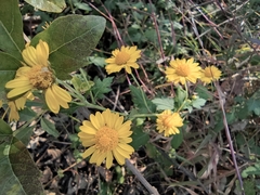 Chrysanthemum indicum