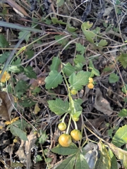 Chrysanthemum indicum