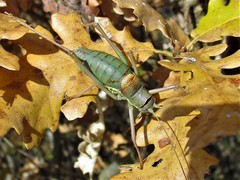 Ephippiger ephippiger