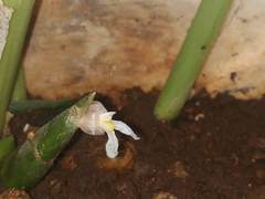 Stachyphrynium spicatum