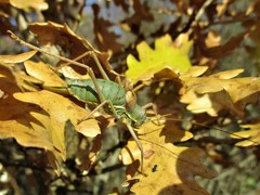 Ephippiger ephippiger