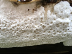 Calcipostia guttulata