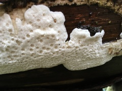 Calcipostia guttulata
