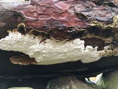 Calcipostia guttulata