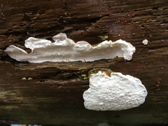 Calcipostia guttulata
