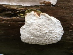 Calcipostia guttulata