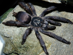 Tapinauchenius plumipes