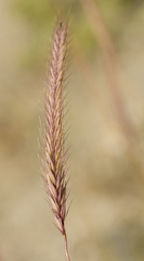 Hordeum bogdanii