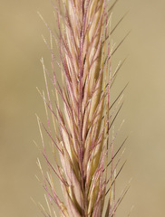 Hordeum bogdanii