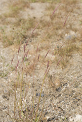 Hordeum bogdanii