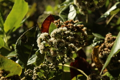 Ageratina tinifolia