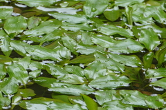 Potamogeton suboblongus