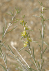 Salsola arbuscula