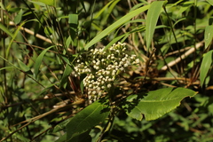 Ageratina tinifolia