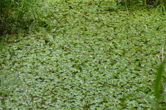 Potamogeton suboblongus