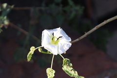 Ipomoea intrapilosa