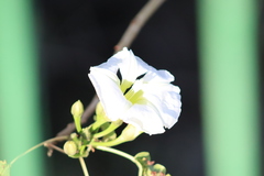 Ipomoea intrapilosa