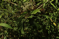 Ageratina tinifolia