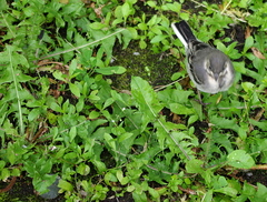 Motacilla alba