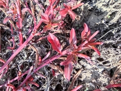 Ludwigia prostrata