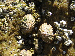 Scutellastra granularis