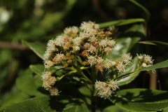 Ageratina tinifolia