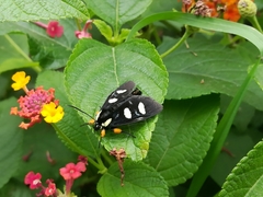 Androloma disparata