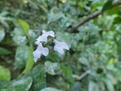 Ionopsis utricularioides