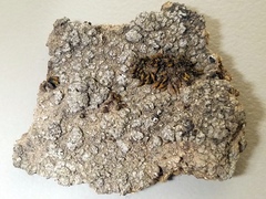 Aspicilia glaucopsina