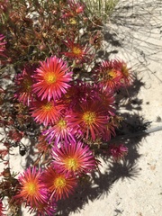 Lampranthus glaucoides