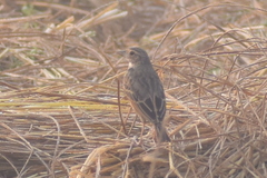Mirafra assamica