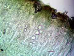 Aspicilia glaucopsina