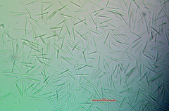 Aspicilia glaucopsina